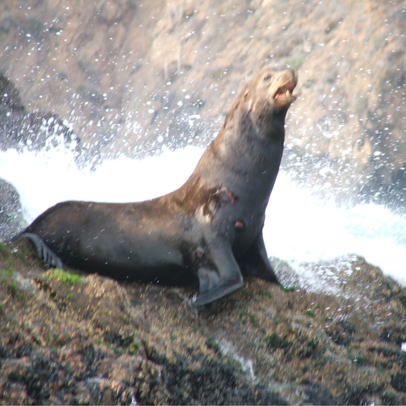 Seal